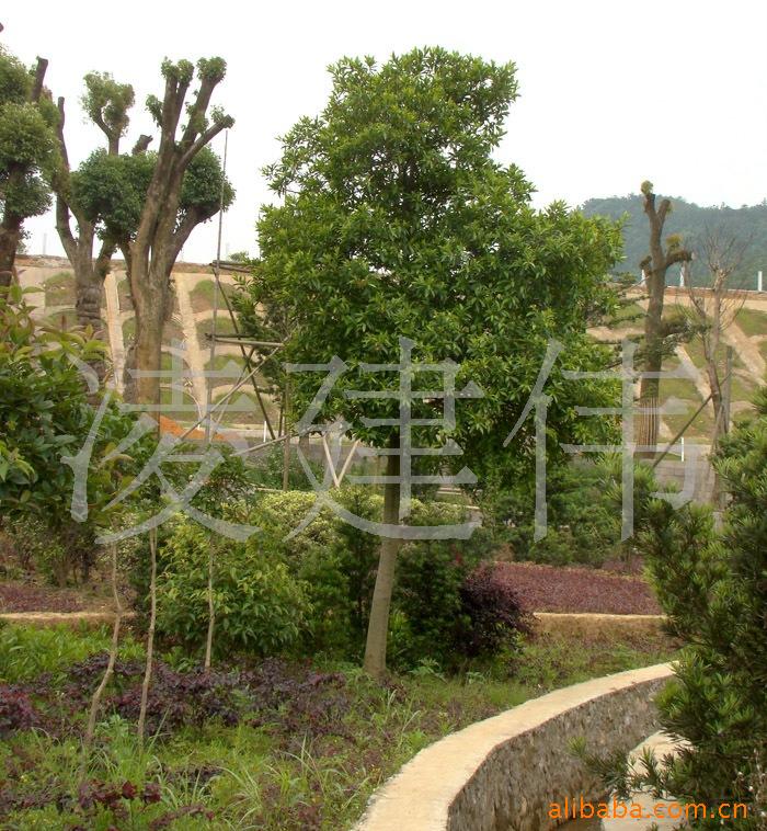 批发供应10公分杜英乔木