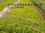 供应绿化小苗 100万金叶女贞小苗