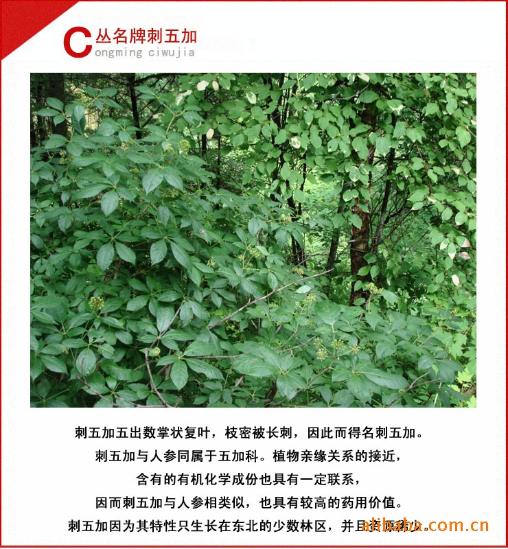 刺五加茶 食品工业50强企业 安神补脑助睡眠 厂