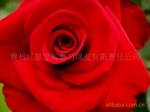 【工厂自产】100%纯天然精油保健品食品用玫瑰精油批发