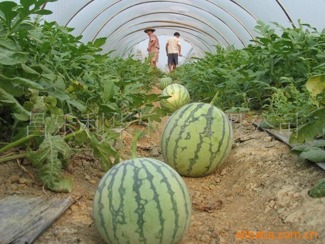 大量无籽西瓜(中介代理) 上市热销中,瓜类价格