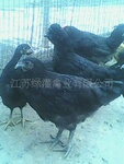 绿壳蛋鸡—致富良机