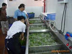 消毒洗菜机、专业臭氧消毒洗菜机