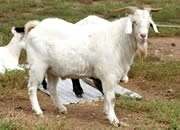 農村養殖種羊肉羊山羊 雜交山羊 波爾山羊 馬頭山羊 養羊