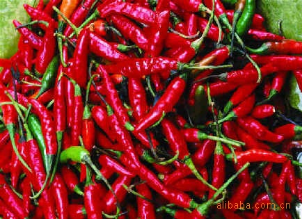 【供应干辣椒。朝天椒】价格,厂家,图片,葱姜蒜