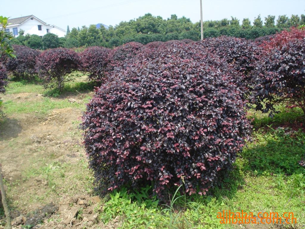 width=500 