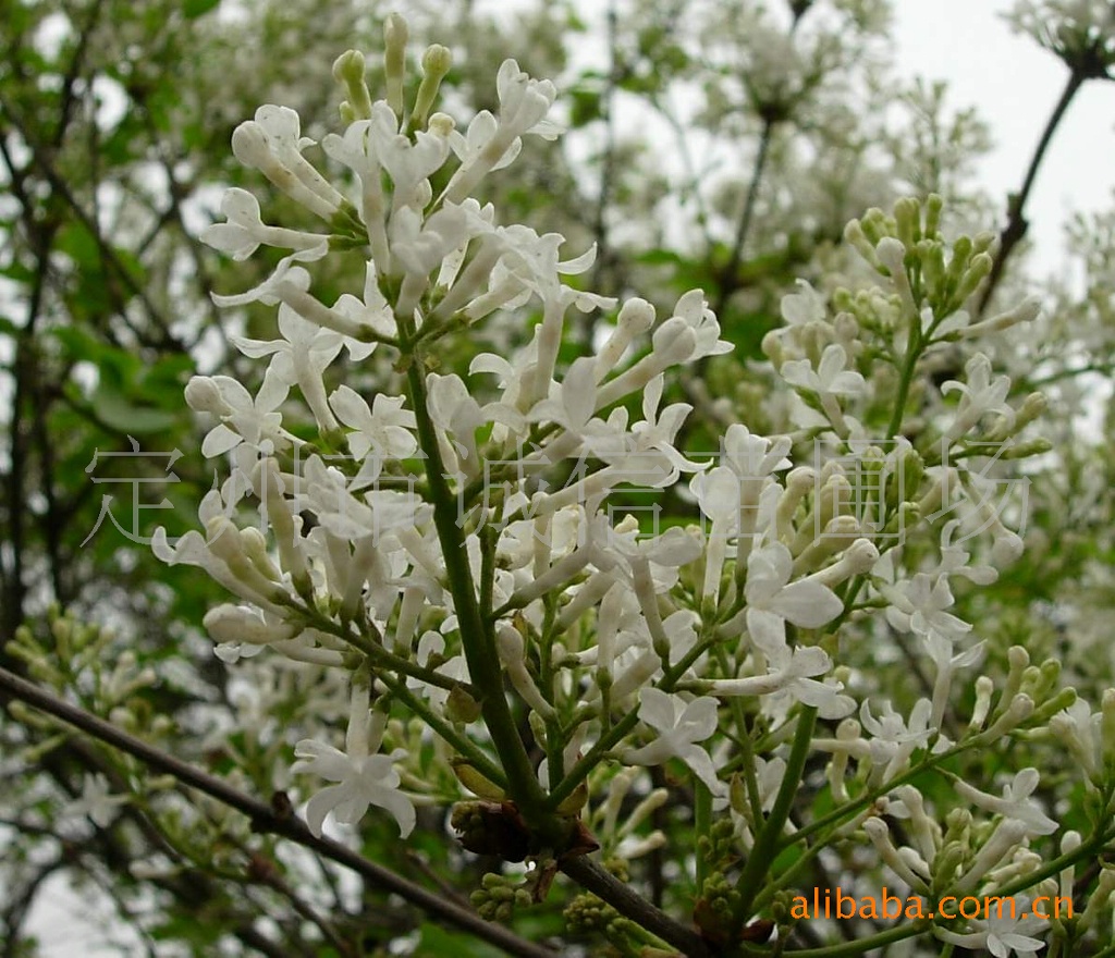 诚信苗圃场供应大量华北紫丁香;白丁香;黄丁香