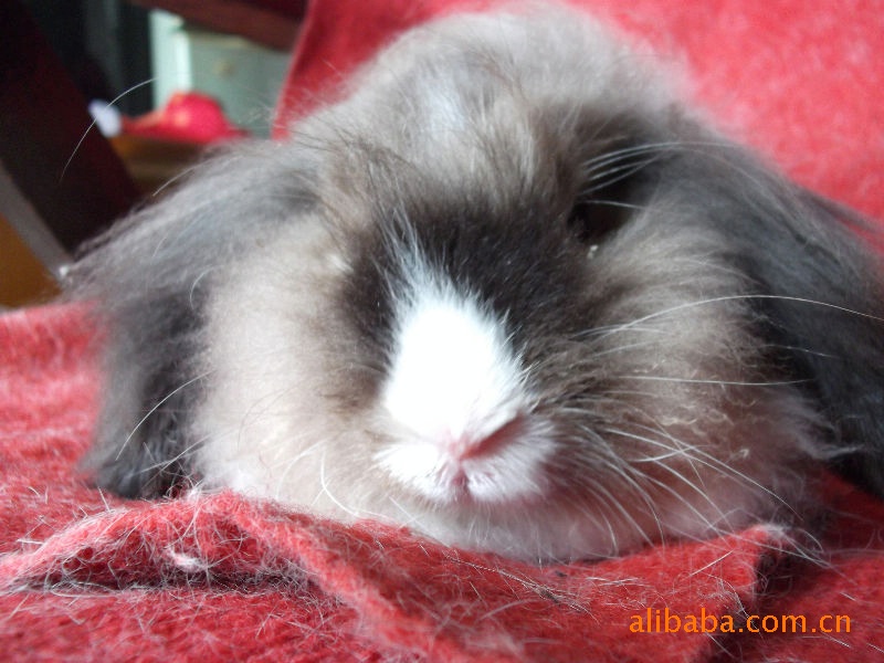 垂耳兔的价格_迷你垂耳兔价格_英国迷你垂耳