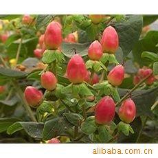 鲜切花-供应昆明火龙果鲜花批发 鲜花花束 鲜花