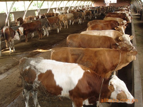 杂交牛,优质杂交牛,杂交牛的养殖技术