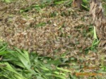 提供纯天然绿色养殖项目蝗虫养殖高蛋白昆虫食品蝗虫