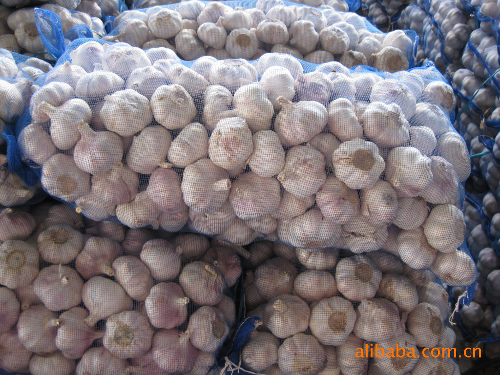 【供应普白大蒜,金乡大蒜各种规格和包装】
