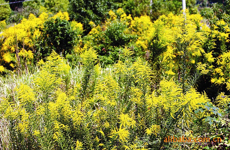 【染料植物】(杂草类)加拿大一枝黄花