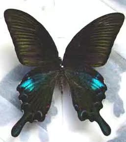 供应昆虫标本 天然蝴蝶标本 工艺品 蝴蝶工艺品
