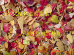 HDPE�����ϣ���ϴ˦�ɿ�ֱ���ϻ�