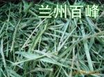 供应猫尾草