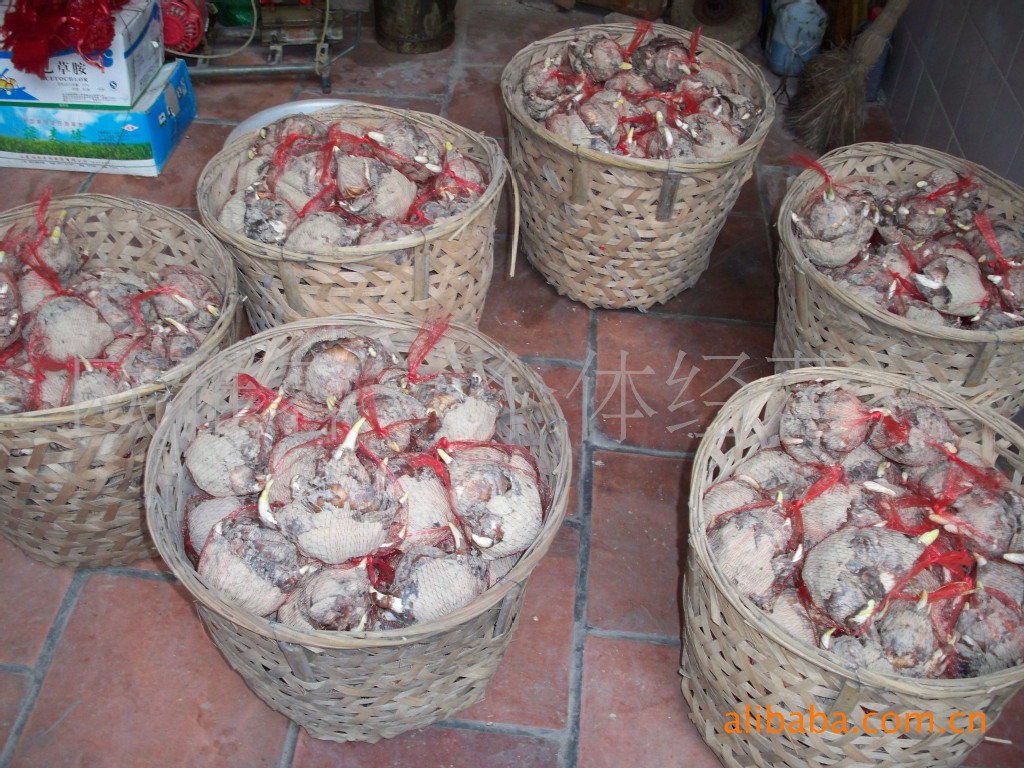 批发、零售漳州龙海水仙花头,自家大批量种植