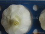供应出口保鲜纯白、紫皮、普白大蒜