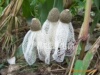 供应野生菌,鲜竹荪