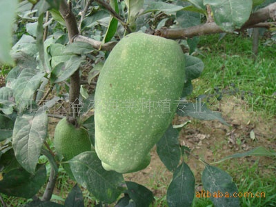 山东临沂供应优质（当年新采）木瓜种子