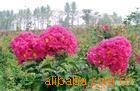 ��ޱ�������պ죬õ�����ޱ���չ𻨴�����׮�¼��ž�