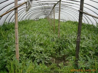 大量无籽西瓜(中介代理) 上市热销中,瓜类价格