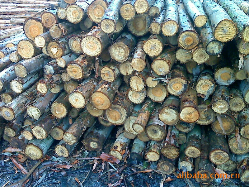 各种品种桉木原木价格及生产厂家[符天进]