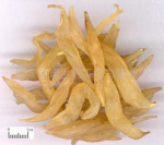 库存供应天门冬提取物天冬提取物