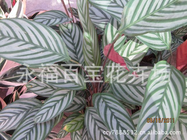 箭羽竹芋,箭羽竹芋开花图片,箭羽肖竹芋,箭羽竹芋的 ...