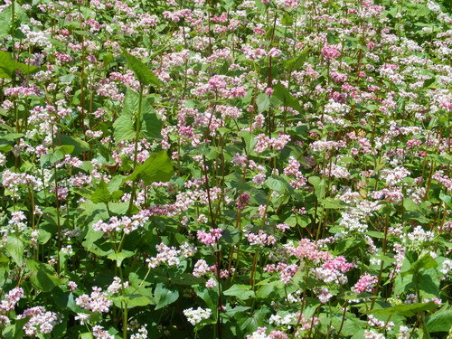 特价无公害保健佳品宣威苦荞-麦类价格及生产