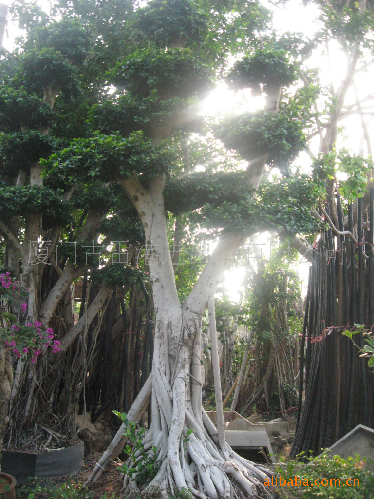 【福建省漳州树桩榕树盆景批发】