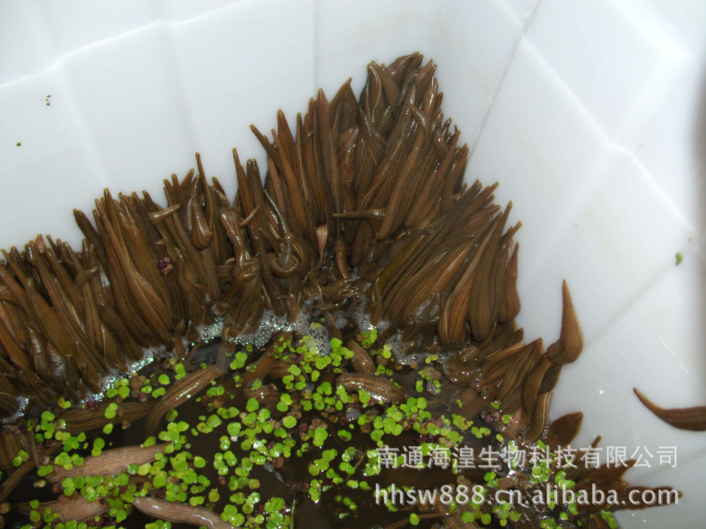 【自主生产加工优质 蚂蝗 , 蚂蝗 养殖,小 蚂蝗 , 蚂蝗 