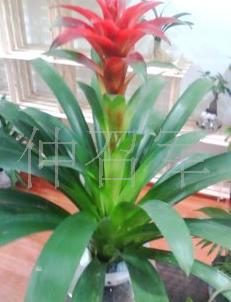 【水培凤梨'鸿运当头'室内植物;送礼皆宜】价格