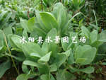 苏北园林-----供应八宝景天 