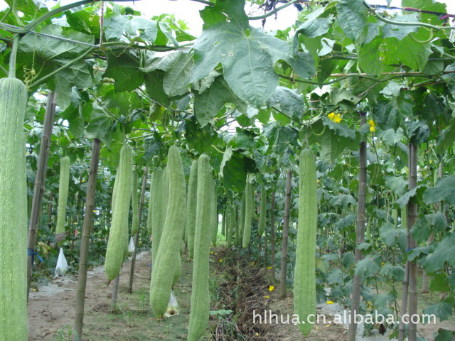今年的丝瓜种植园!