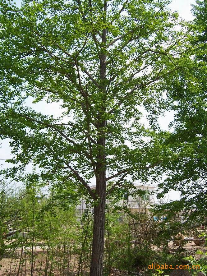 出售优质绿化植物--银杏树图片,出售优质绿化植