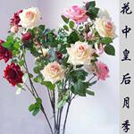 �����лʺ�������Ӧ���滨õ��-����õ��-���滨�-�λû���