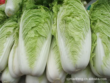 长白菜维生素含量高有益身体健康安全放心欢迎订购