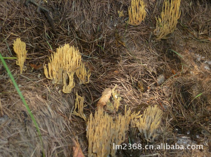 【青川特产野外生长原生态 刷把菌 珊瑚菌】价