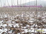 中国大樱桃之乡山丰大樱桃合作社专业供应大樱桃树苗
