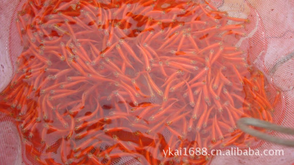 燕子水族】热带鱼观赏鱼红斑马鱼饲料鱼QQ瓶鱼新手鱼~_鱼类_微商圈