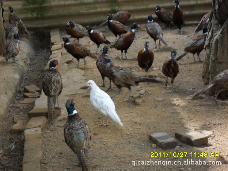 供应批发动物种苗,特种养殖动物种苗,福建特种动物种苗,野鸡