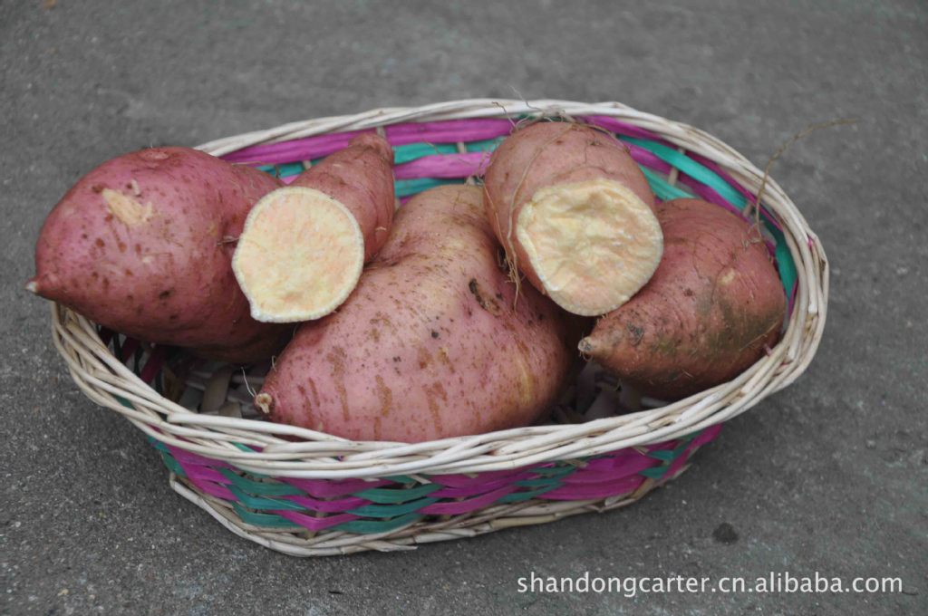 【优质高淀粉红薯济薯5号 徐薯18大量上市,欢