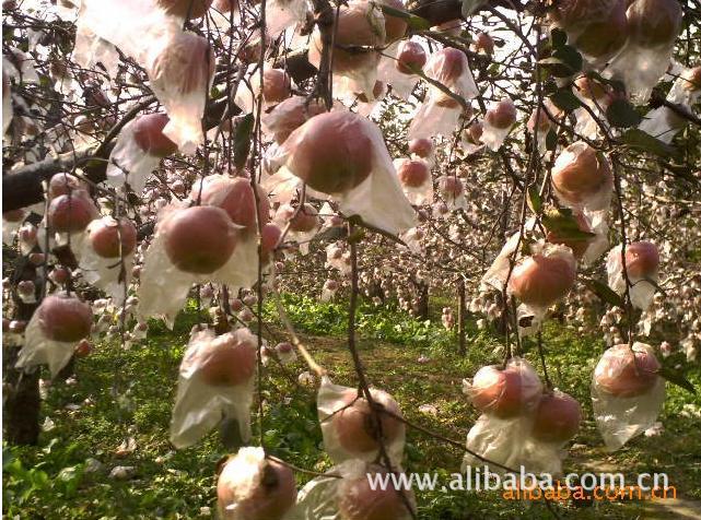 大量批发大沙河红富士套袋苹果(规格可按客户