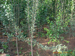 ԰���̻���ľ����������