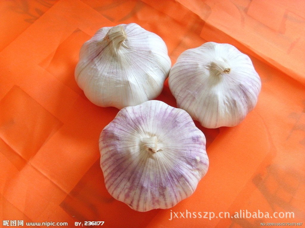 紫皮大蒜_独头紫皮大蒜_紫皮大蒜图片_社会新