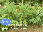 ��Ӧ����ľ����ľ�ࡡ����ľ������ľ��