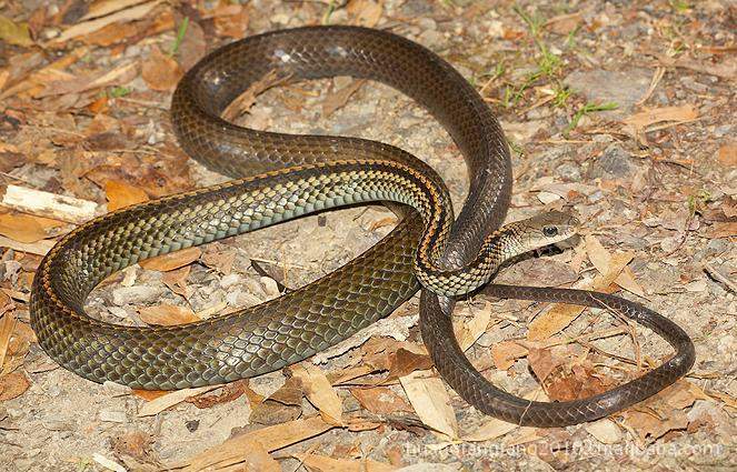 【温州特产海鲜土货 供应活体乌梢蛇 菜花蛇 蛇