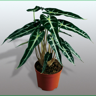 蕨类<em>植物</em>-批发观叶<em>植物</em>小盆栽 (A90)<em>小仙女</em>观音