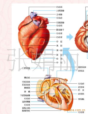 心脏解剖,血管解剖,动脉循环,静脉人体血液循环系统解剖挂图